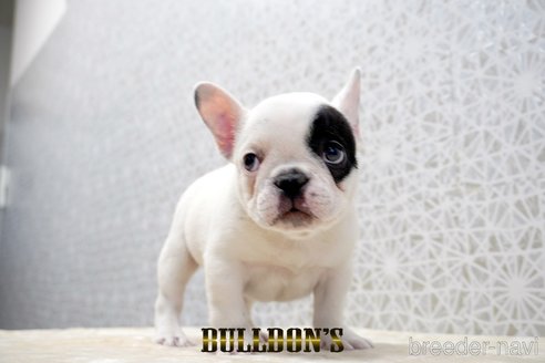 成約済の東京都のフレンチブルドッグ-359557の2枚目