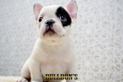 成約済の東京都のフレンチブルドッグ-359557の3枚目