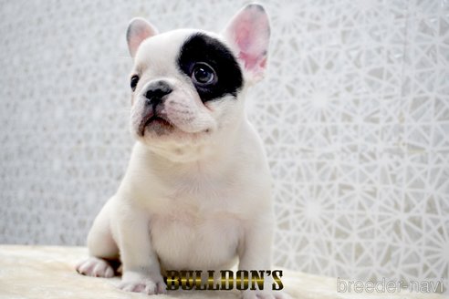 成約済の東京都のフレンチブルドッグ-359557の4枚目