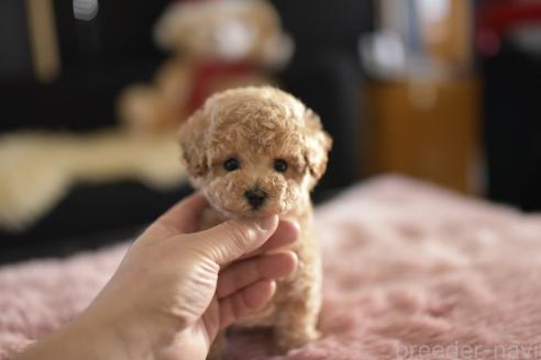 成約済の茨城県のティーカッププードル-359473の6枚目