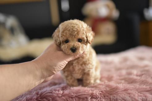 成約済の茨城県のティーカッププードル-359473の4枚目