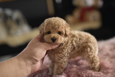 成約済の茨城県のティーカッププードル-359473の2枚目