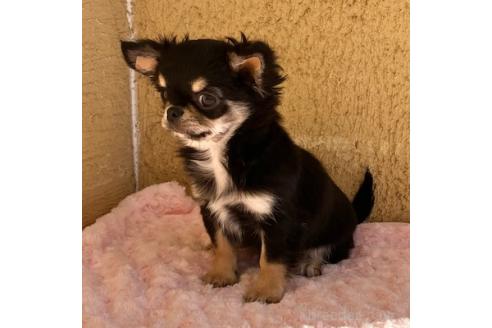 成約済の群馬県のチワワ(ロングコート)-353202の4枚目