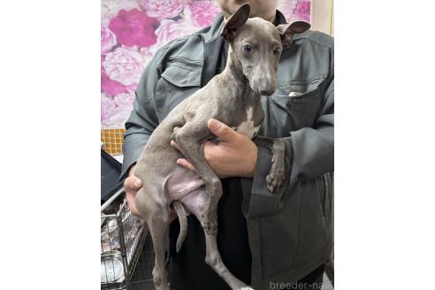 成約済の岐阜県のイタリアングレーハウンド(イタグレ)-347431の9枚目