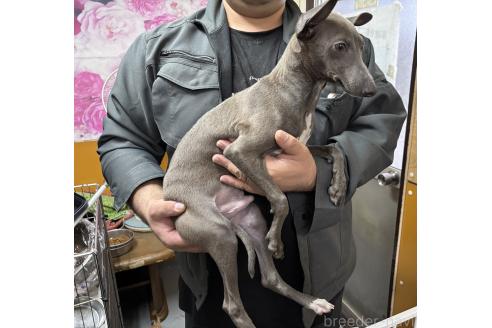 成約済の岐阜県のイタリアングレーハウンド(イタグレ)-347431の8枚目