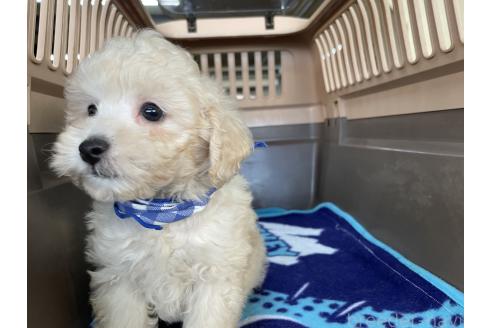 成約済の愛媛県のタイニープードル-359638の4枚目