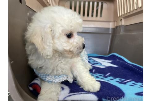 成約済の愛媛県のタイニープードル-359639の5枚目