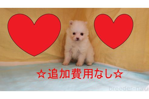 成約済の東京都のポメラニアン-359697の1枚目