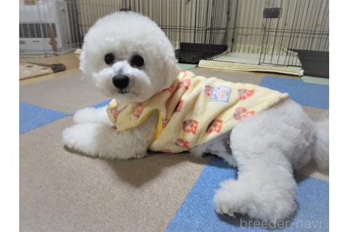 ゆきちゃん1枚目