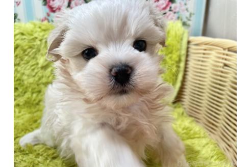 成約済の秋田県のミックス犬-359725の1枚目