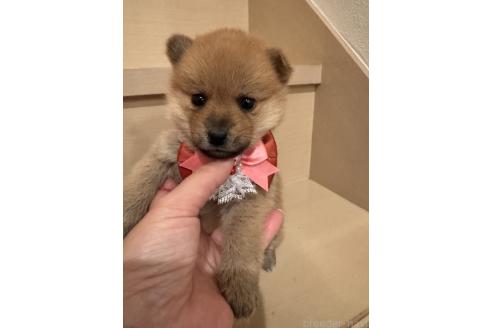 成約済の埼玉県のミックス犬-359722の8枚目