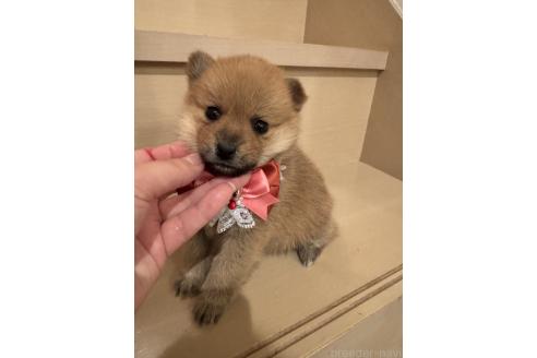 成約済の埼玉県のミックス犬-359722の6枚目