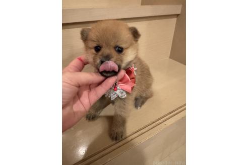 成約済の埼玉県のミックス犬-359722の5枚目