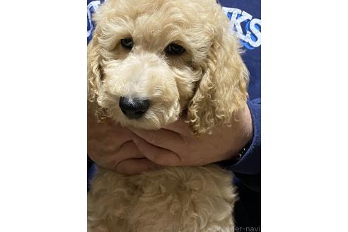 成約済の福島県のスタンダードプードル-359730の5枚目