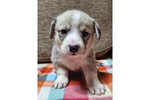 販売中の神奈川県のミックス犬-356744の7枚目
