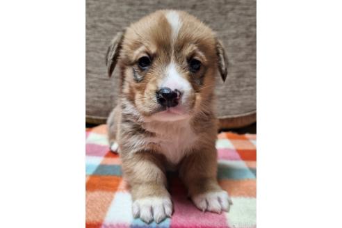 成約済の神奈川県のミックス犬-356750の8枚目