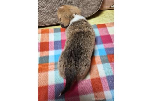 成約済の神奈川県のミックス犬-356750の2枚目
