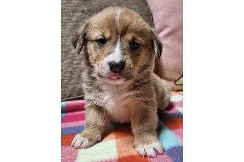 販売中の神奈川県のミックス犬-357382の10枚目