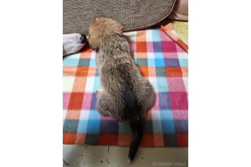 販売中の神奈川県のミックス犬-357382の9枚目