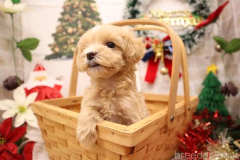 成約済の東京都のミックス犬-359721の3枚目