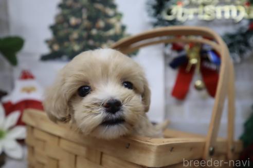 成約済の東京都のミックス犬-359721の2枚目