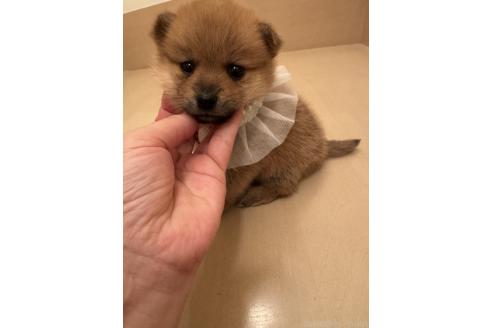 成約済の埼玉県のミックス犬-359722の1枚目