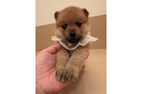 成約済の埼玉県のミックス犬-359722の4枚目