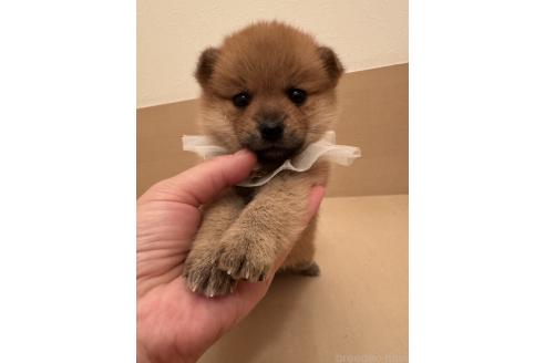 成約済の埼玉県のミックス犬-359722の3枚目