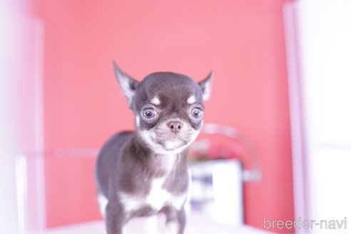 成約済の愛知県のチワワ(ロングコート)-348854の10枚目