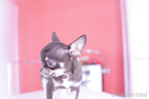 成約済の愛知県のチワワ(ロングコート)-348854の11枚目