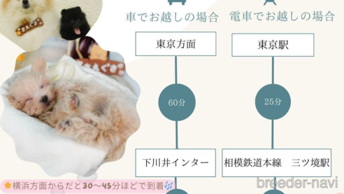 成約済の神奈川県のタイニープードル-360084の8枚目