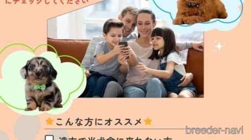 成約済の神奈川県のシーズー-360078の6枚目