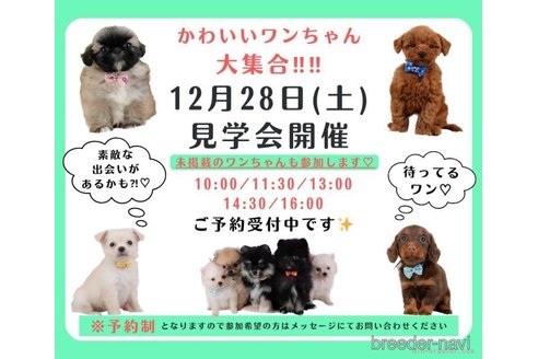 成約済の神奈川県のチワプー:チワワ×トイプードル-360070の12枚目