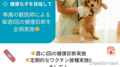 成約済の神奈川県のチワプー:チワワ×トイプードル-360070の9枚目