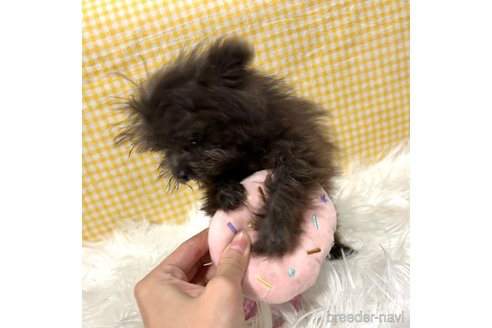 成約済の栃木県のポメプー:ポメラニアン×トイプードル-352829の13枚目