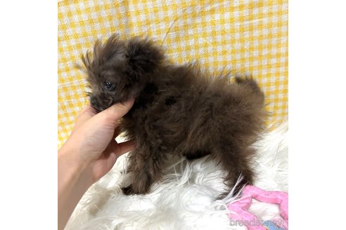 成約済の栃木県のポメプー:ポメラニアン×トイプードル-352829の9枚目