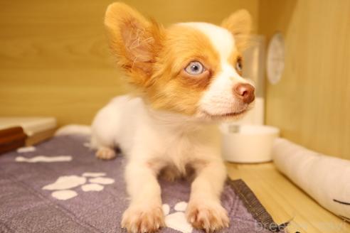 成約済の東京都のチワワ(ロングコート)-343399の3枚目