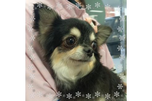 成約済の山口県のチワワ(ロングコート)-359782の2枚目