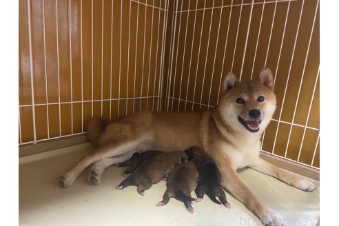 こだまちゃん1枚目