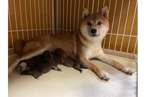 こだまちゃん1枚目