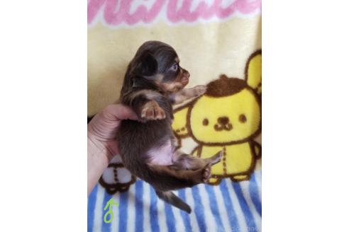 成約済の茨城県のチワックス:チワワ×ミニチュアダックスフンド-359809の2枚目