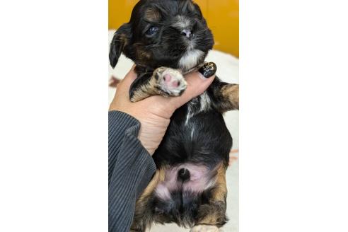 成約済の愛知県のアメリカンコッカースパニエル-359821の21枚目