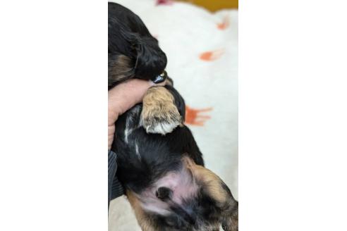 成約済の愛知県のアメリカンコッカースパニエル-359821の20枚目