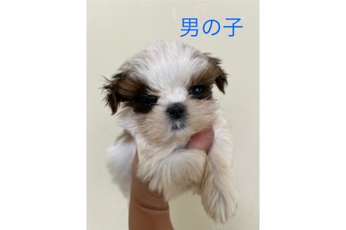 成約済の熊本県のシーズー-350272の1枚目