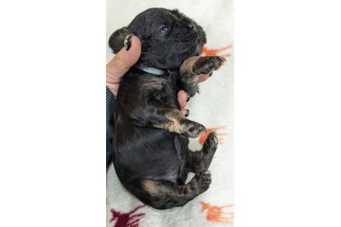 成約済の愛知県のアメリカンコッカースパニエル-359822の26枚目