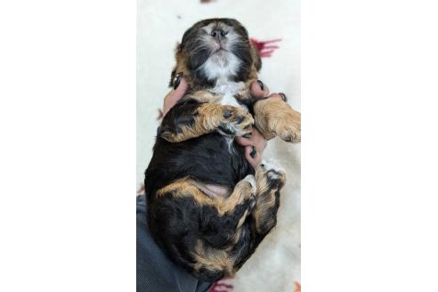 成約済の愛知県のアメリカンコッカースパニエル-359827の19枚目