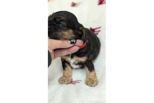 成約済の愛知県のアメリカンコッカースパニエル-359827の11枚目