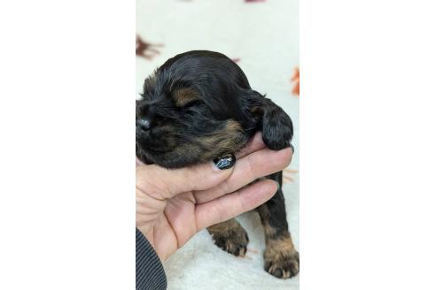成約済の愛知県のアメリカンコッカースパニエル-359831の15枚目