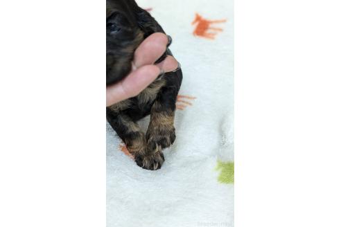 成約済の愛知県のアメリカンコッカースパニエル-359831の14枚目