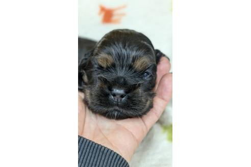成約済の愛知県のアメリカンコッカースパニエル-359831の13枚目
